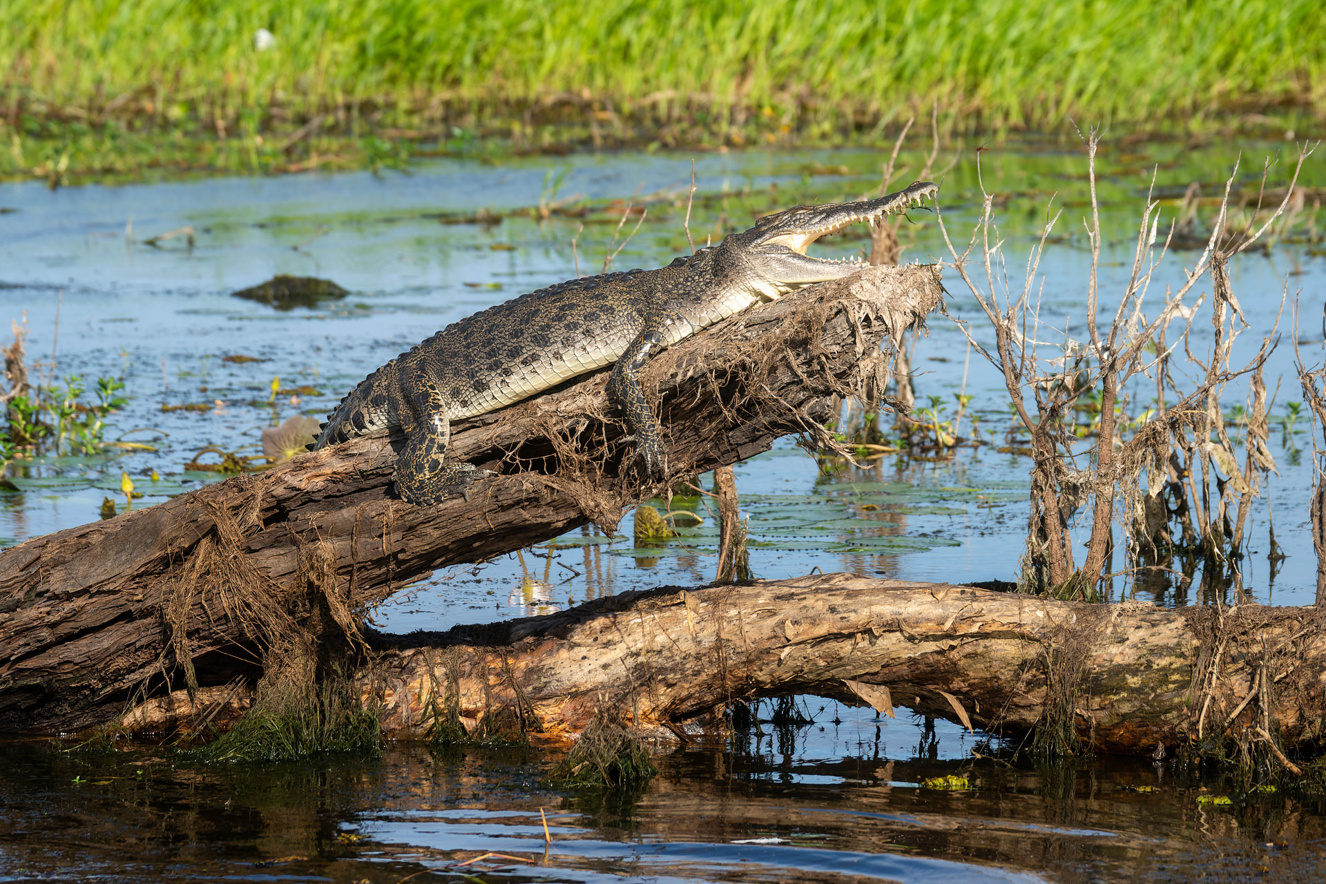 Kakadu National Park - Bootstour im Yellow Water Billabong - Krokodil